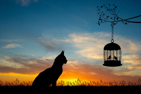 silhouette of cat looks the birds in the cageの写真素材