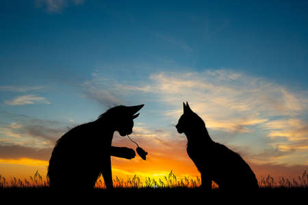 at sunset cats play catching miceの写真素材