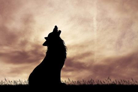 silhouette of wolf at sunset