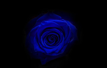 blue rose on black backgroundの写真素材