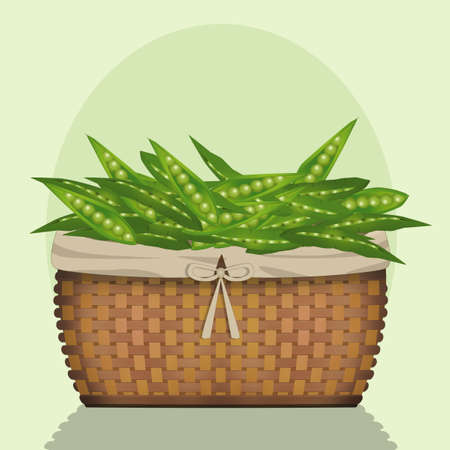 illustration of peas in the crateの写真素材