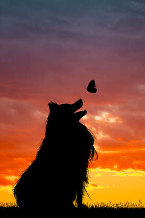 illustration of dog plays with the butterfly at sunsetの写真素材