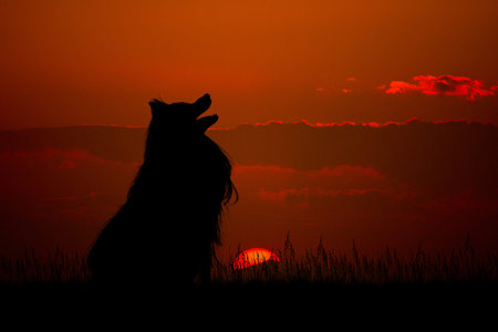 silhouette of the dog at sunset