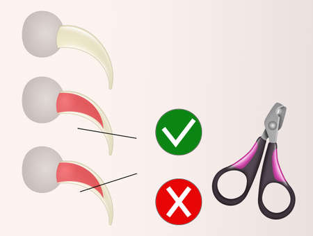 how to cut a cat's nailsの写真素材