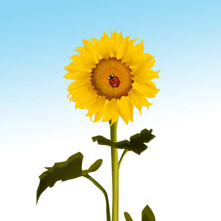 illustration of ladybug on sunflowerの写真素材