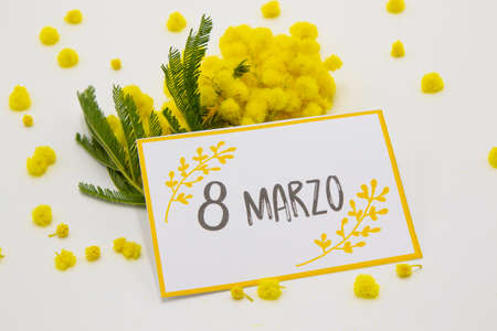 postcard for women's day with mimosa flowersの写真素材