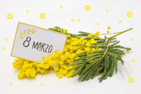 mimosa flowers for women's dayの写真素材
