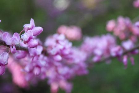 cherry blossom about to bloomの写真素材