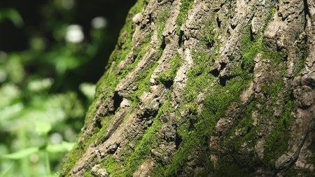 Moss detail on the bark of a tree. selective focus.の写真素材