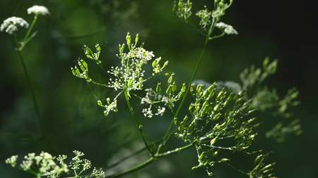 Poisonous plant Selective focus.の写真素材