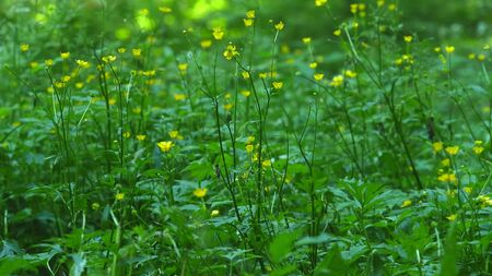 Nature Background Yellow Flowers Selective focus.の写真素材
