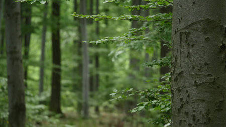 Forest trees. nature green wood sunlight backgrounds. selective focus.