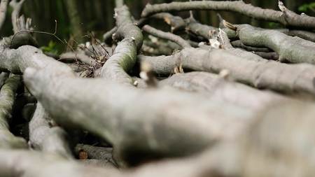 Stack of logs chopped trees, close up.の写真素材