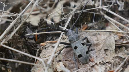 Black beetle barbel outdoors close up. Macro.の写真素材