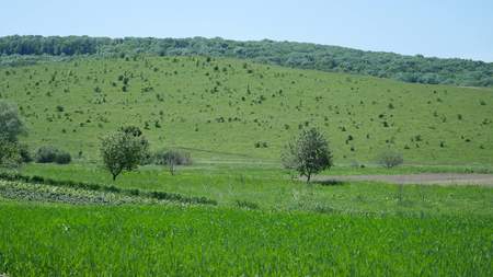 Green Hills with forest and trees.の写真素材