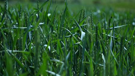 Spikelets green grass close-up on the wind.の写真素材