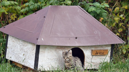 cat posing in her kennel.の写真素材