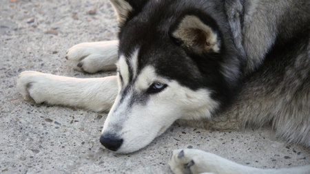 Close up of siberian husky dog.