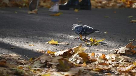 Bird in autumn park, pigeon around fallen autumn yellow leaves.の写真素材