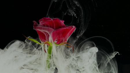 Amazingly wonderful atmospheric shot of a beautiful rose mixing with ink in waterの写真素材