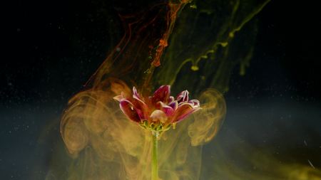 Abstract nature with flower and ink clouds on black background.の写真素材