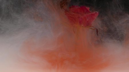 Amazingly wonderful atmospheric shot of a beautiful rose mixing with ink in waterの写真素材