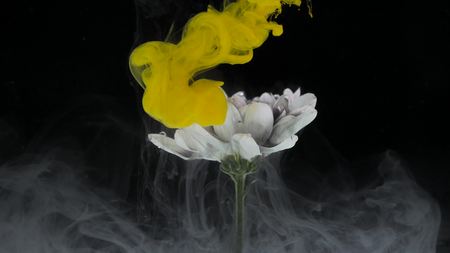 Pretty flower with colorful mixture of ink.の写真素材