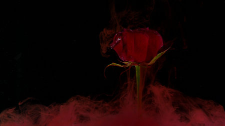 Amazingly wonderful atmospheric shot of a beautiful rose mixing with ink in waterの写真素材