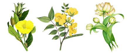 3 in 1, Best HD PNG VINTAGE FLOWER image in one packの写真素材