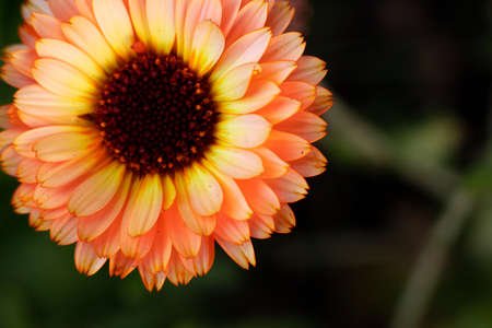macro photography of an orange flower. The calendula flower is close.の写真素材