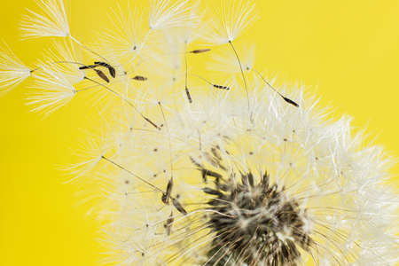 The white fluff is close. Parachutists fly away from a flower on a colored background.の写真素材