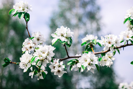 Blooming branches of an apple tree. flowers on a tree in the garden.の写真素材