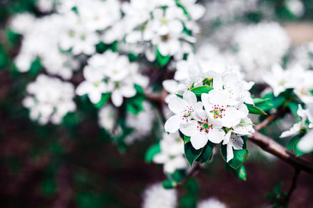 Blooming branches of an apple tree. flowers on a tree in the garden.の写真素材