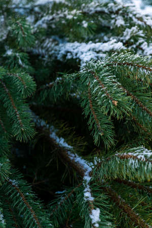 Snow-covered green pine branches. The snow lies on long needlesの写真素材