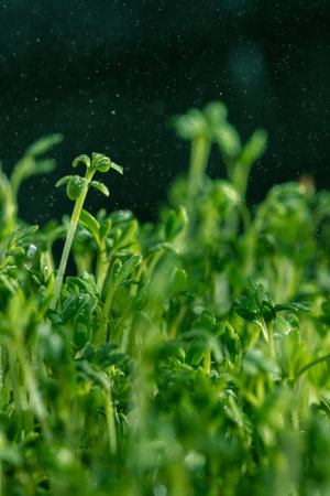 lots of lettuce sprouts. Micro-greens watercress.の写真素材