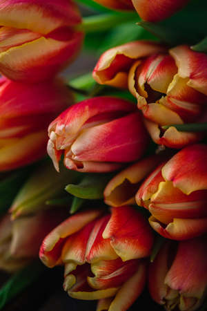 A macro photograph of tulips lies on a brown wooden backgroundの写真素材