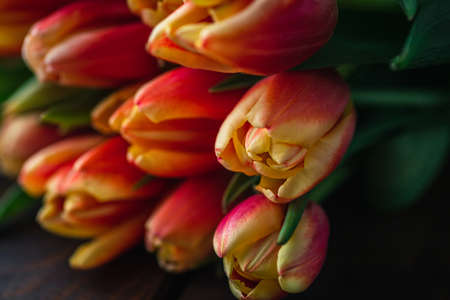 A macro photograph of tulips lies on a brown wooden backgroundの写真素材
