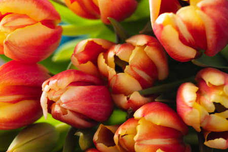 A macro photograph of tulips lies on a brown wooden backgroundの写真素材