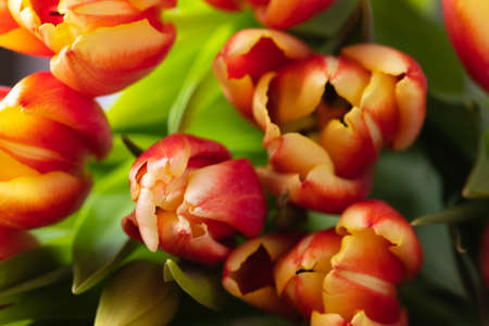 A macro photograph of tulips lies on a brown wooden backgroundの写真素材