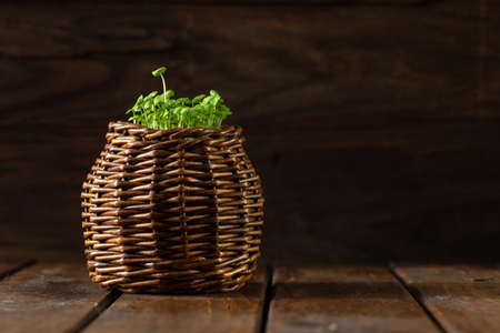 young basil sprouts grow from a woven brown basketの写真素材