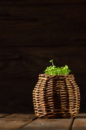 young basil sprouts grow from a woven brown basketの写真素材