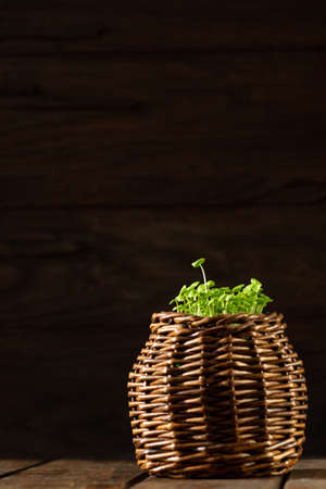 young basil sprouts grow from a woven brown basketの写真素材