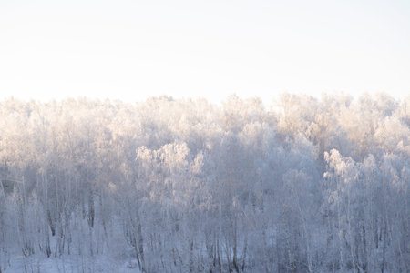 winter forest. trees covered with frost and snowの写真素材