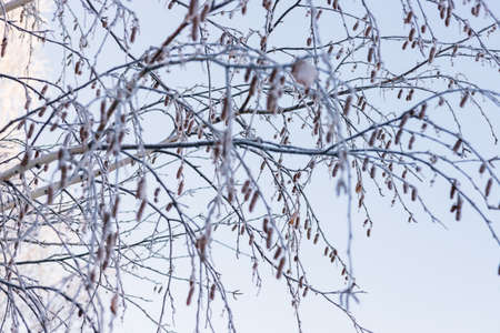 winter forest. trees covered with frost and snowの写真素材