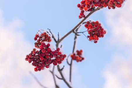 winter forest. rowan berries covered with frost and snowの写真素材