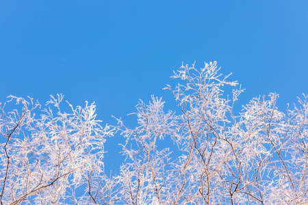 winter forest. trees covered with frost and snowの写真素材