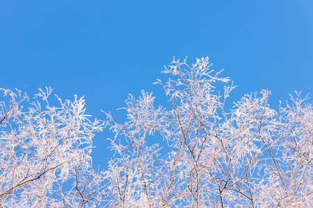 winter forest. trees covered with frost and snowの写真素材