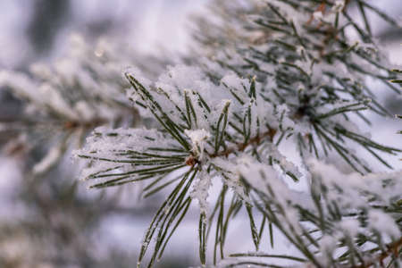 winter forest. trees covered with frost and snowの写真素材