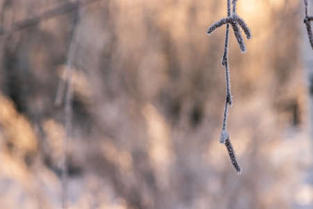 winter forest. trees covered with frost and snowの写真素材