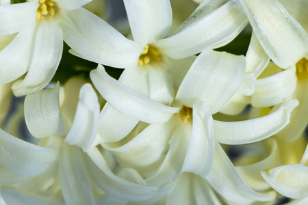 Flowers with long petals macro. The hyacinth is close.の写真素材
